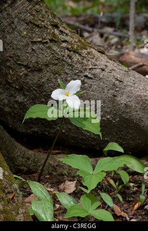 Grande Trillium grandiflorum fiorito bianco alla base del faggio americano Fagus grandifolia Stati Uniti, da Carol Dembinsky/Dembinsky Photo Assoc Foto Stock
