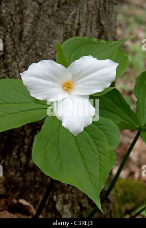 Large White-fiorito Trillium grandiflorum est Stati Uniti Foto Stock