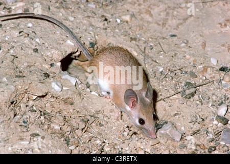 Il Cairo / egiziano mouse spinosa (Acomys cahirinus: Muridae) nel deserto di notte Israele Foto Stock