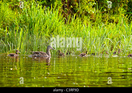 Un Mallard duck con la sua nidiata di anatroccoli sul fiume Tweed Foto Stock