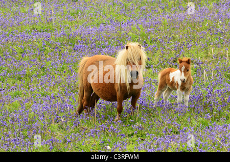 Pony shetland mare con lui puledro tra i bluebells Foto Stock