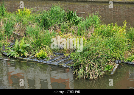 Isola artificiale nel canale per pesci di spawn e luogo di allevamento degli uccelli acquatici, Coupure, Gand, Belgio Foto Stock