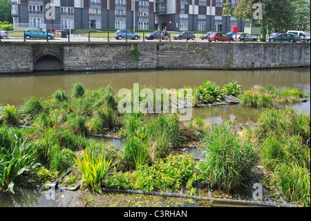 Isola artificiale nel canale per pesci di spawn e luogo di allevamento degli uccelli acquatici, Coupure, Gand, Belgio Foto Stock