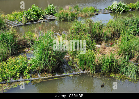 Isola artificiale nel canale per pesci di spawn e luogo di allevamento degli uccelli acquatici, Coupure, Gand, Belgio Foto Stock