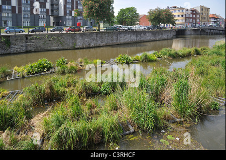 Isola artificiale nel canale per pesci di spawn e luogo di allevamento degli uccelli acquatici, Coupure, Gand, Belgio Foto Stock