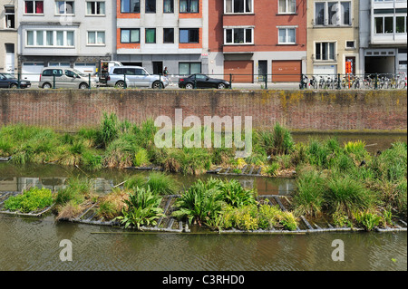 Isola artificiale nel canale per pesci di spawn e luogo di allevamento degli uccelli acquatici, Coupure, Gand, Belgio Foto Stock