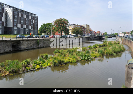 Isola artificiale nel canale per pesci di spawn e luogo di allevamento degli uccelli acquatici, Coupure, Gand, Belgio Foto Stock