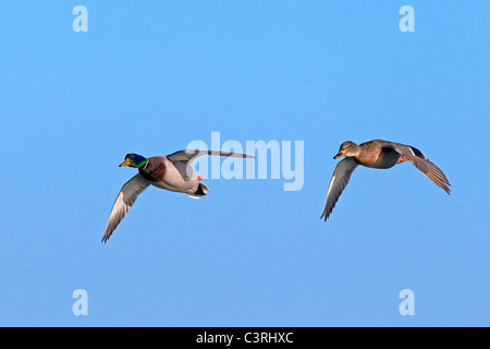 Mallard / anatre selvatiche (Anas platyrhynchos) maschio e femmina in volo Foto Stock
