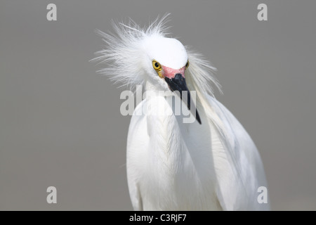 Grande airone bianco close up Foto Stock