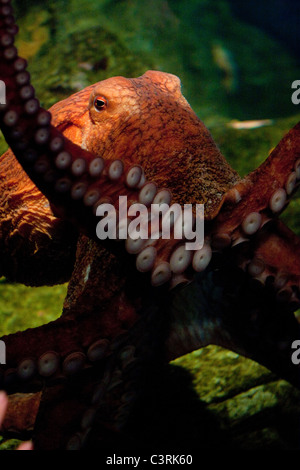 Un gigante del Pacifico (Octopus Enteroctopus dofleini) presso l'Aquarium di Seattle. Foto Stock