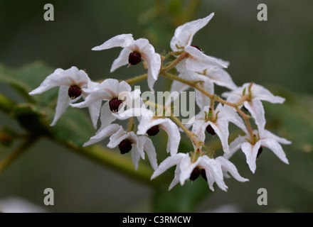 Thomasia solanacee, Malvaceae, Sud Australia Occidentale. Foto Stock