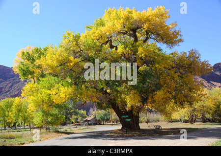 Bella pioppi neri americani in autunno Foto Stock