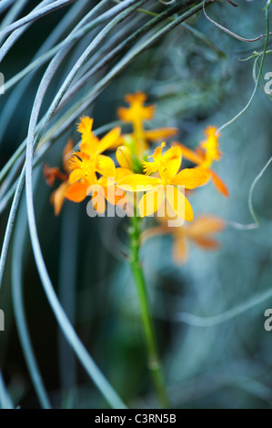 Epidendrum elongatum. Crocifisso rosso Orchid Foto Stock