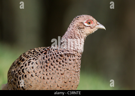 Gallina Fagiana (Phasianus colchicus) in pieno piumaggio di allevamento Foto Stock