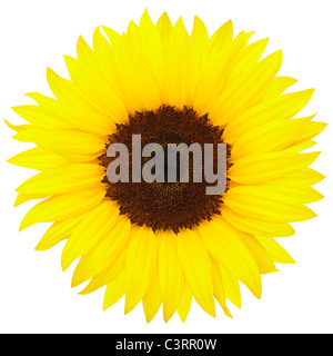 Girasole giallo Foto Stock