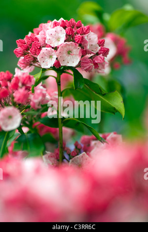 Carol Mountain Laurel - North Carolina Arboretum - Asheville, North Carolina, STATI UNITI D'AMERICA Foto Stock