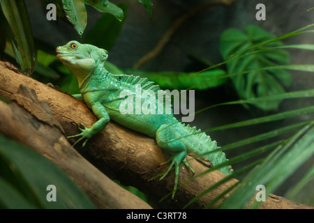 Basilisk piumati (Basiliscus plumifrons), a.k.a. basilisco verde, doppio crested basilisk o Gesù Cristo lizard, a.k.a. Muzha lo zoo della città di Taipei, Taiwan Foto Stock