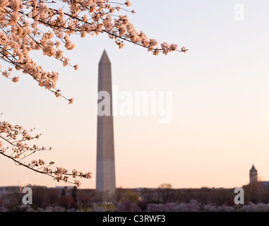 Il Monumento a Washington dal bacino di marea e circondato da giapponese di rosa fiori di ciliegio Foto Stock