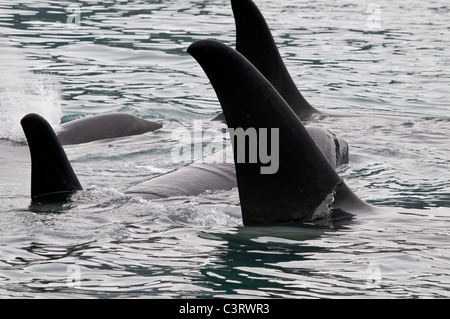 Quattro Orcas insieme nel Parco nazionale di Kenai Fjords, Seward, Alaska Foto Stock