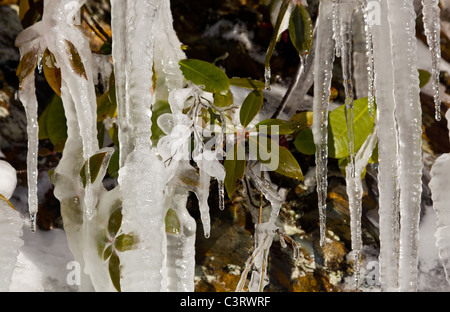 Ghiaccioli congelati alla roccia sul famoso muro di pianto in Smoky Mountains con nuove foglie congelate in ghiaccio Foto Stock
