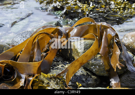 Kelp Oarweed o groviglio Foto Stock