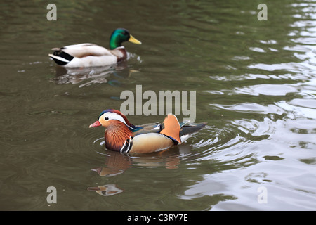 Anatre in uno stagno Foto Stock