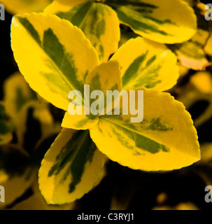 Euonymus fortunei 'Emerald 'n' Gold' Foto Stock