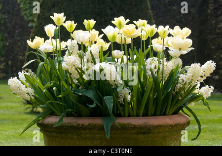 White tulipani nel giardino grande vaso di fiori Foto Stock