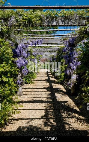 Il Glicine archway in inglese giardino estivo Foto Stock