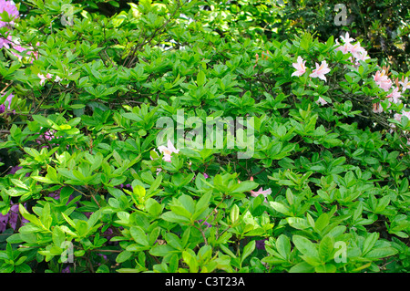 Immagine che mostra l'azalea di foglie e fiori Foto Stock
