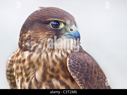 Peregrine-Merlin incroci (falco peregrinus/falco columbarius) Foto Stock