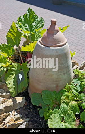 Rabarbaro forzando il vaso e Timperley Inizio rabarbaro nel piccolo giardino dimostrativo plot Foto Stock