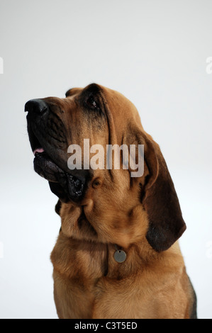 Bloodhound fotografia in studio Foto Stock