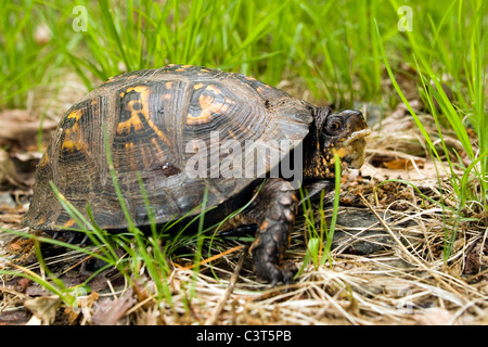 Scatola orientale Turtle - Pisgah National Forest - nei pressi di Brevard, North Carolina, STATI UNITI D'AMERICA Foto Stock