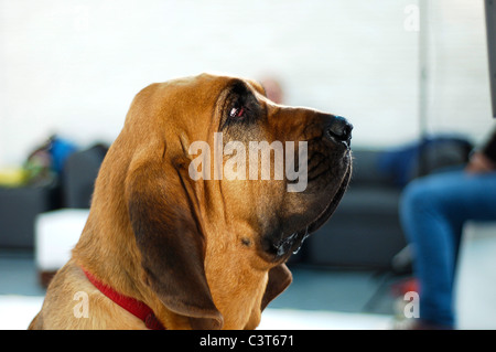 Bloodhound fotografia in studio Foto Stock