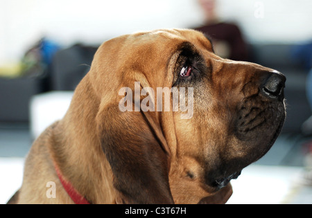 Bloodhound fotografia in studio Foto Stock