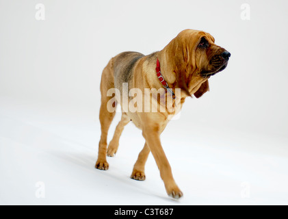 Bloodhound fotografia in studio Foto Stock