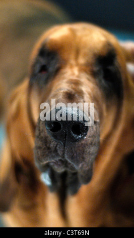 Bloodhound fotografia in studio Foto Stock