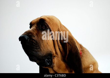 Bloodhound fotografia in studio Foto Stock