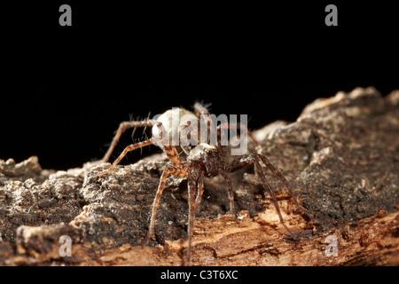Lupa Spider, Pardosa amentata portando la sua ampia-uovo giuntata sac, REGNO UNITO Foto Stock