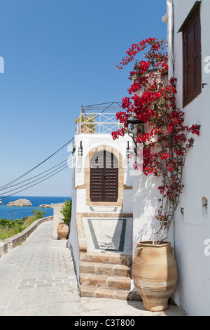 Bouganville rosse sulle pareti bianche nelle isole greche Foto Stock