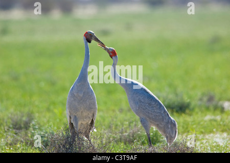 Brolgas (Grus rubicunda), Queensland, Australia Foto Stock