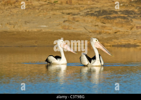 Australian pellicani, Diamantina River, Birdsville, Queensland, Australia Foto Stock