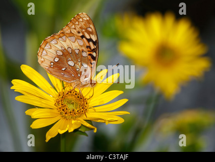 Il grande Lamas Fritillary Butterfly, Speyeria Cibele, su una bussola fiore Foto Stock