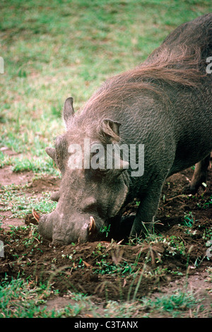 Warthog (Phacochoerus aethiopicus) maschio radicamento nel terreno in Uganda Foto Stock