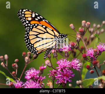 Una farfalla monarca Nectaring su piccoli fiori di colore rosa, Danaus plexippus Foto Stock