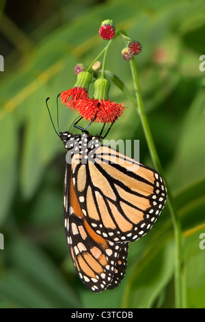 Una farfalla monarca su un fiore rosso, Danaus plexippus Foto Stock