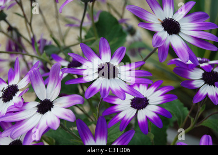 Senneti/pericalis bicolor fiori Foto Stock
