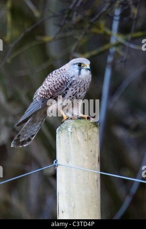 Il Gheppio - Falco tinnunculus Foto Stock