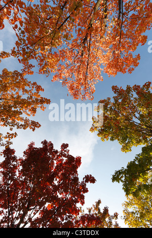 Il pin di querce con foglie di autunno Foto Stock